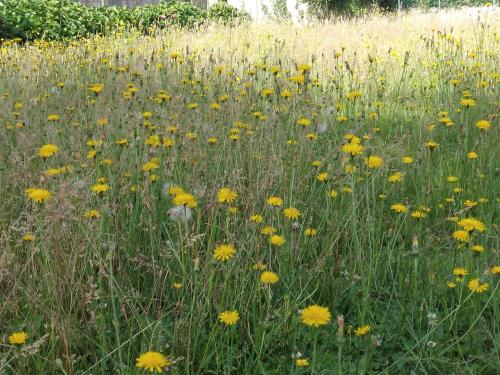 La Jacarandière (La Jacarandiere) in Les Forges