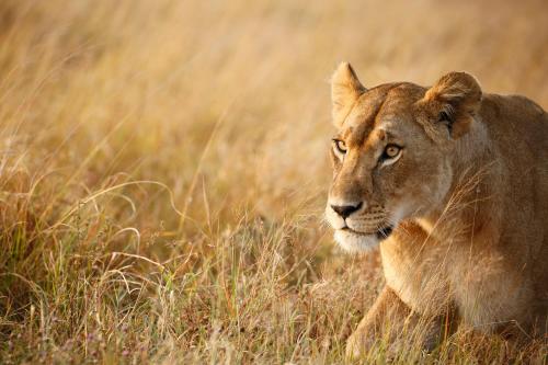 Mara Sweet Acacia Lodge