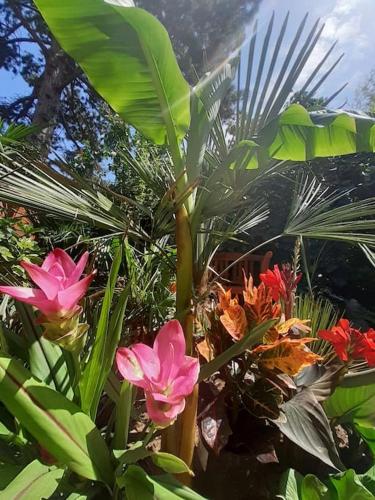 House w little tropical garden