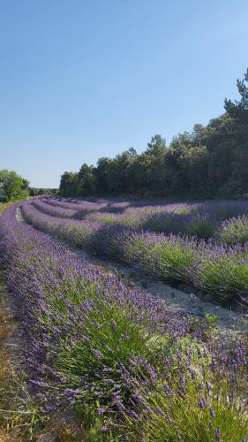 Le Bastidon, gîte des Lucioles en Provence