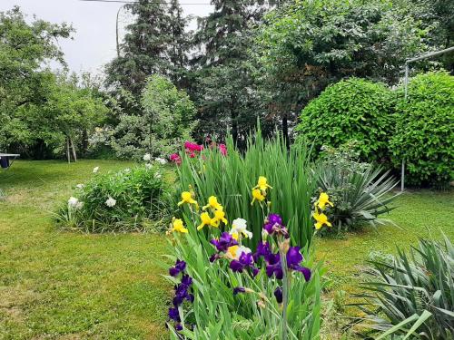 Magnolija - image 13