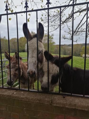 Durham Donkey Rescue Shepherd's Hut