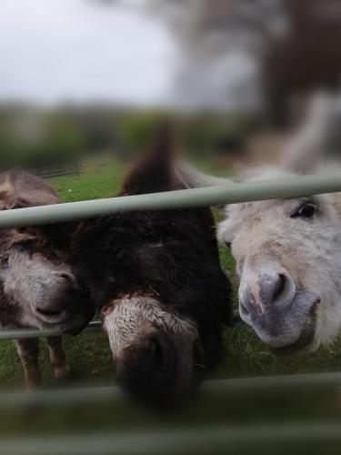 Durham Donkey Rescue Shepherd's Hut