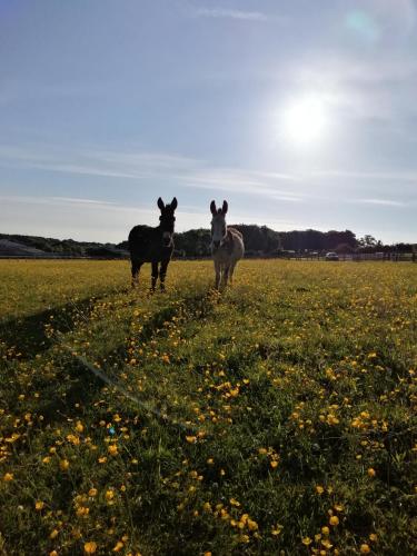 Durham Donkey Rescue Shepherd's Hut