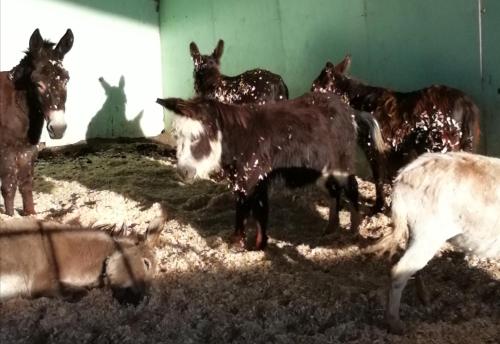 Durham Donkey Rescue Shepherd's Hut
