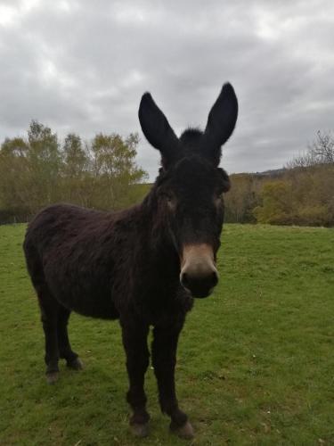 Durham Donkey Rescue Shepherd's Hut