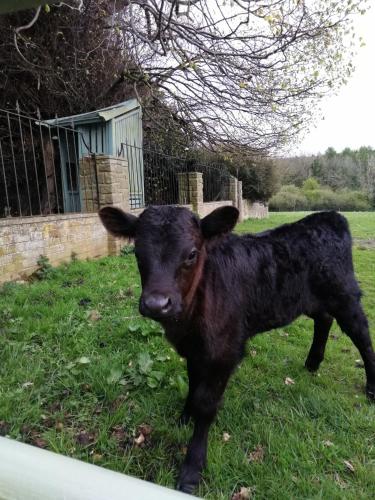 Durham Donkey Rescue Shepherd's Hut