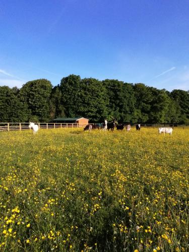 Durham Donkey Rescue Shepherd's Hut