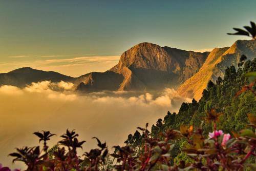 Chandys Drizzle Drops - Munnar Top Station