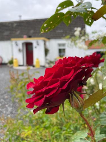 Toddys Cottage & Stables