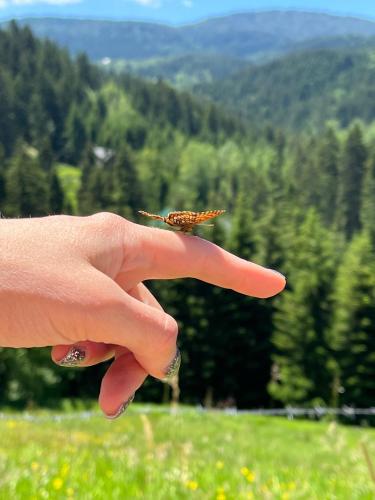 Zlatar Reset in Nova Varoš