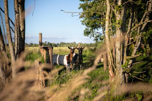 Ruyge Weyde Logies - The Farmers Daughter - image 8