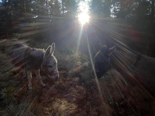 Schönberghütte Schönberghütte