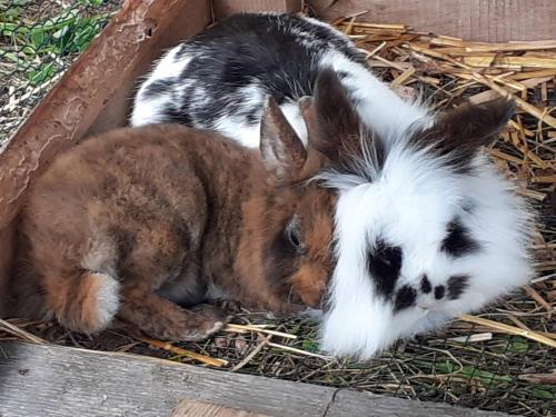 Schönberghütte Schönberghütte