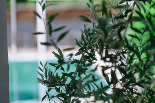 370603463 Inspira Boutique Hotel Thassos - Adults Only