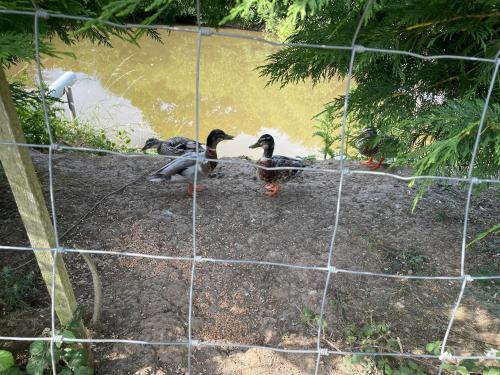 Mallard s Retreat