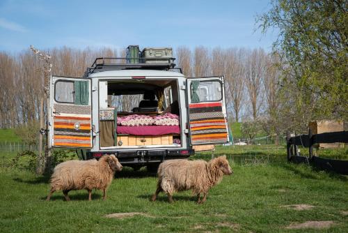 Slapen tussen de schapen in pipowagen de Ome Jan in Dreumel