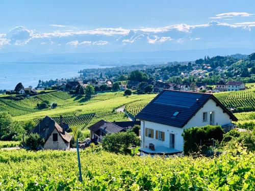 #Lavaux