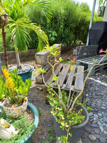 Rava Lodge in بوناويا