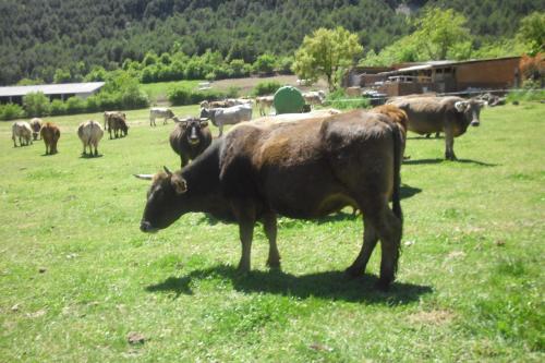 Casa Rural Perico