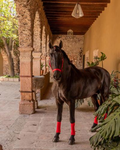 Hacienda El Salitre Hotel & Spa in Querétaro, Mexico