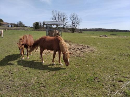 . Insolite! Plusieurs Gîtes dans Ferme Equestre