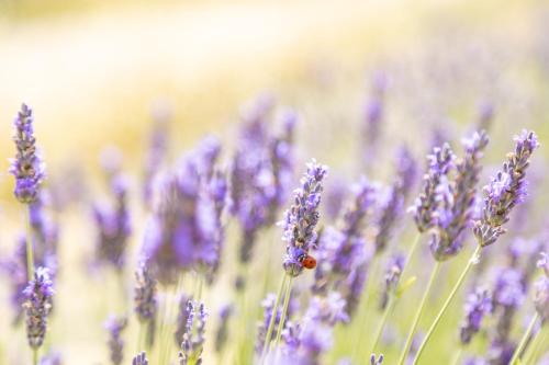  Agriturismo La Valle della Lavanda - Podere Mezzastrada in Fauglia