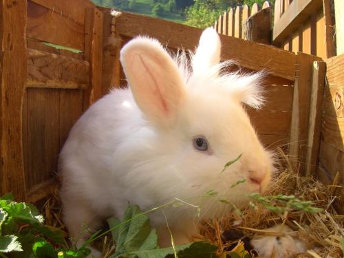 Untersteinhof - image 3