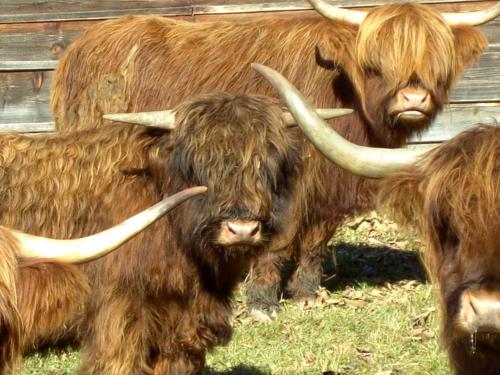 Untersteinhof - image 2