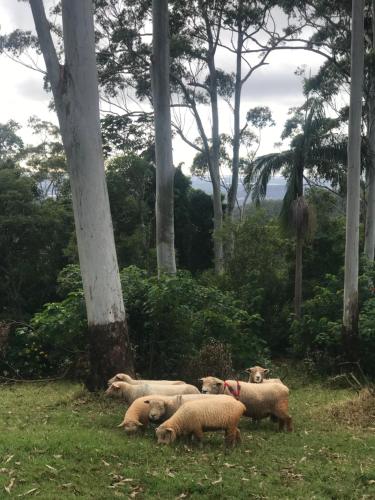 Tamborine Mountain Lodge