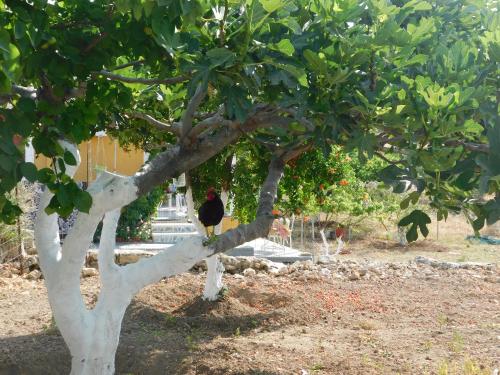 rooster gîte à louer Órmos Akháta