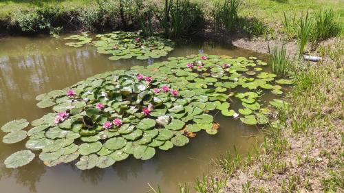 domek letniskowy Agroturystyka Sajkiewicz