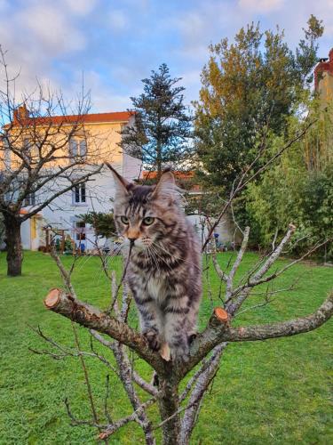 La Maison du Main Coon - Chambre d'hôtes - Rezé