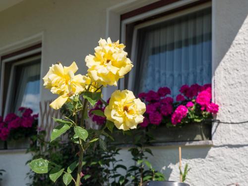 Guesthouse Pension Grafenstein - image 12