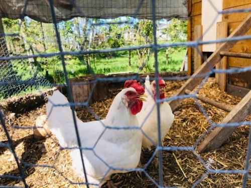 Kids Paradise! Chickens, Pool, Trampoline