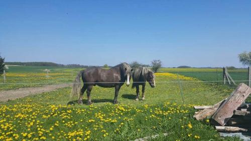 Viesnīcas āriene, Ruheoase an der Seenplatte Objekt-ID 12030-3 in Groß Gievitz