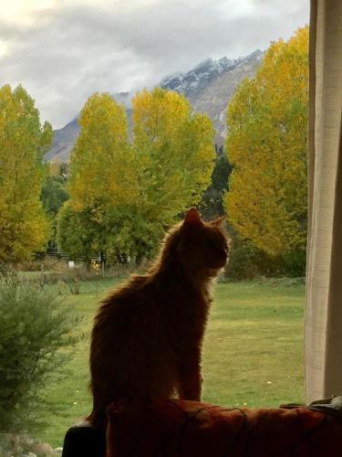 Cabanas La Ufu in Golondrinas