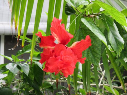 Coco Plum Inn - image 11