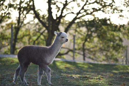 Agriturismo Il Beccafico Alpaca - Hotel - Mengara