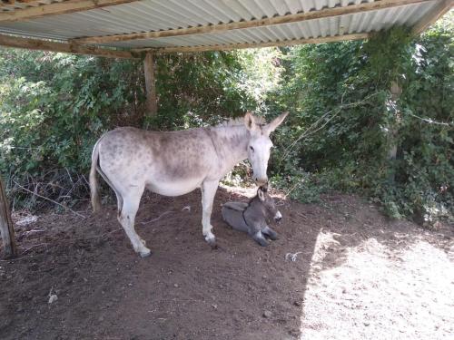  Le Casette in Collina in Cerveteri