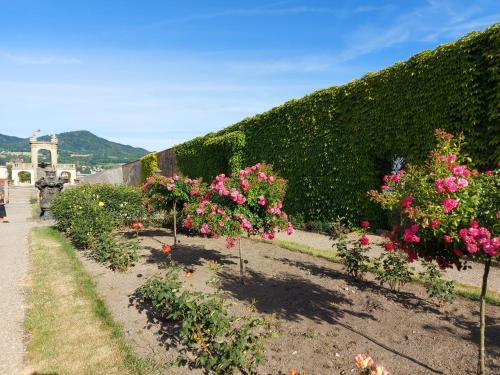 Apartments Rose Garden