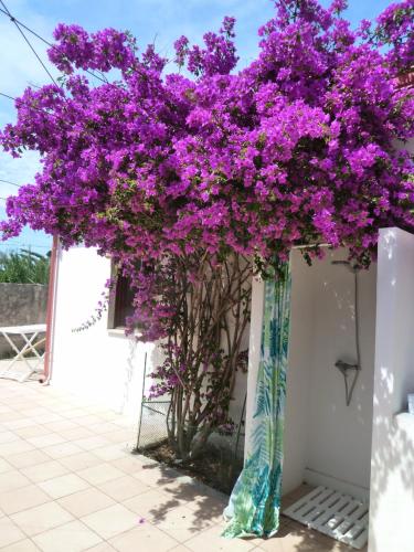  Cottage LeDune profumi mediterranei vicino al mare in Torre Rinalda
