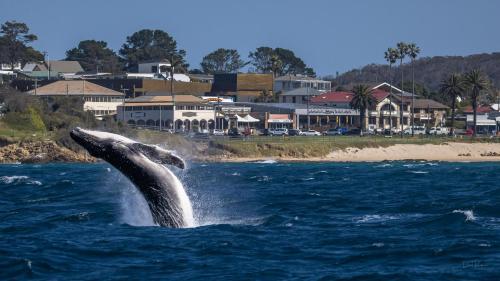 Bermagui Beach Hotel