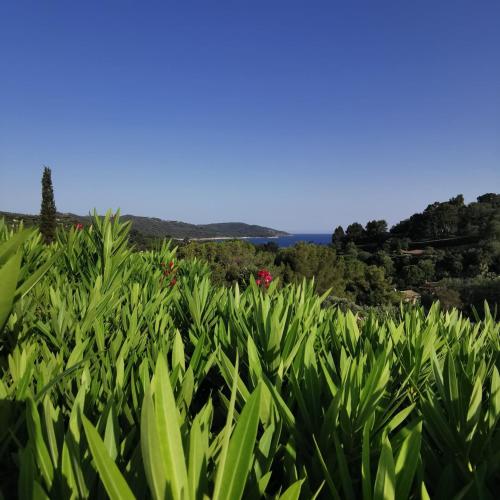 Sylvabelle Gigaro Bluesky - Location saisonnière - La Croix-Valmer