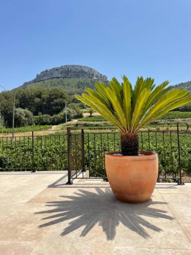 Côté vignes cassis Côté vignes cassis