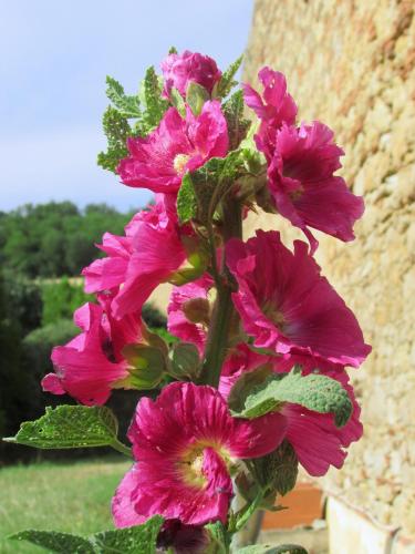 En Pascot - 3 chambres dans ferme typique - jardin, barbecue, billard - entre Toulouse et Carcassonne - à 10 mn du Canal du Midi - aquaparc, waterjump, voile, paddle, tous commerces et services