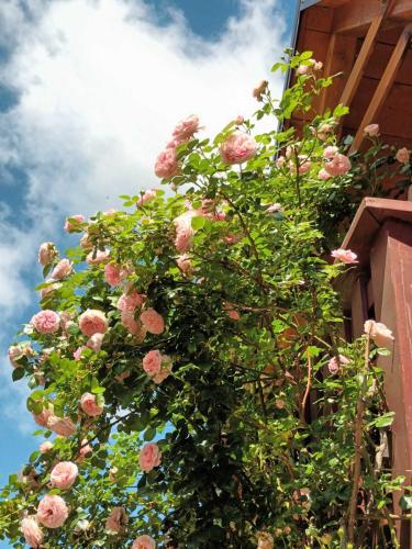 Apartman Latin 2 in Plaski
