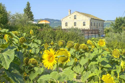 Spacious villa in Montecarotto with mountain view and pool