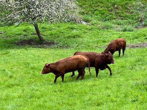 Ferme De La Prairie D Hergauchamps mit Sauna und Whirlpool