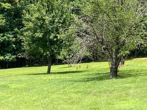 Beautiful 2 BR 1 BA Cabin in Blue Ridge Mountains: The Little White House in Martinsville, USA